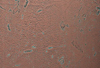 Homapal. 635/502 Copper Moon Turquoise
