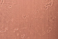 Homapal. 637/502 Copper Moon Ligth